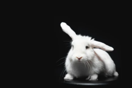 The Bunny Effect